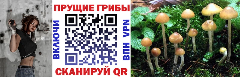 блэк спрут зеркало  Вилючинск  Галлюциногенные грибы Cubensis  закладка 